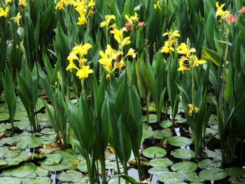Yellow Flowers In The Pond