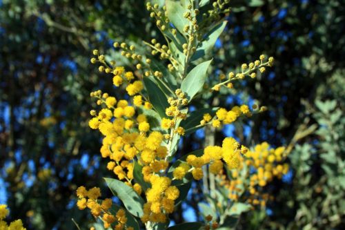 Yellow Flowers Of Acacia