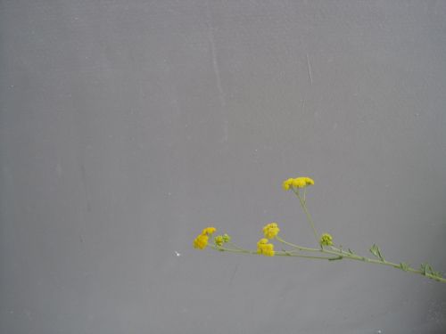 Yellow Flowers On Silver Background
