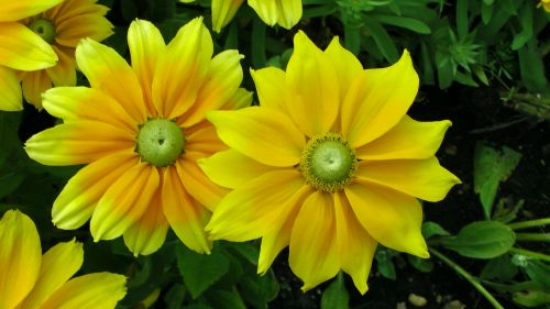 Yellow Flowers Together