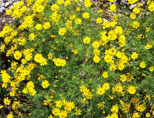 Yellow Flowers