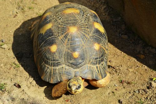 yellow-footed tortoise south american geochelone denticulata