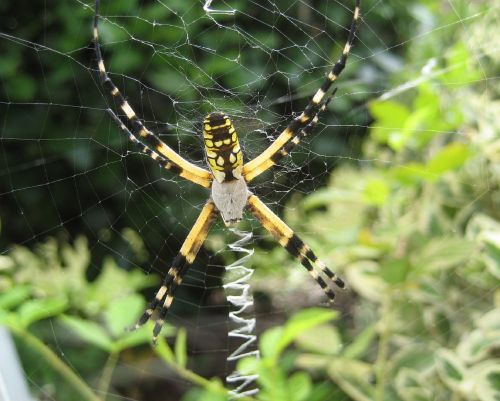 yellow garden spider web macro