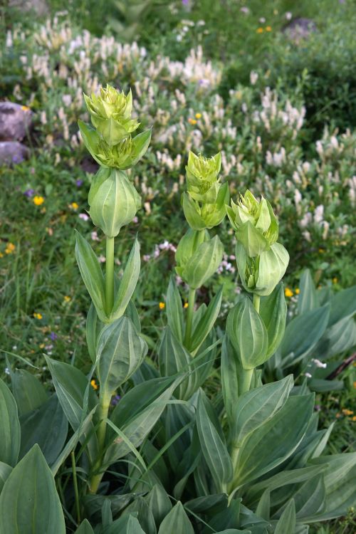 yellow gentian blossom bloom