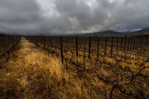 yellow grass dramatic clouds landscape