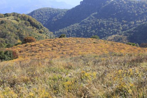 yellow grass beam hillside autumn
