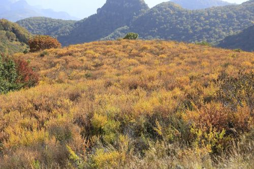 yellow grass beam hillside autumn