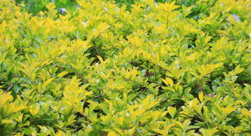 Yellow-green Foliage Background