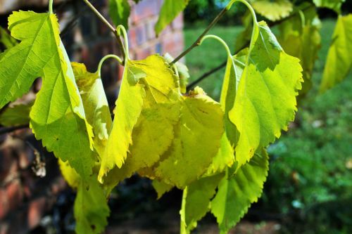 Yellow-green Mulberry Leaves