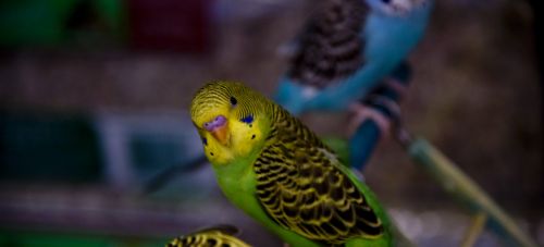 Yellow Green Parakeet Looking