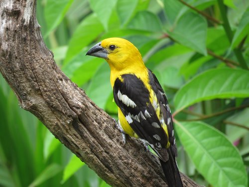yellow grosbeak  mexico  bird