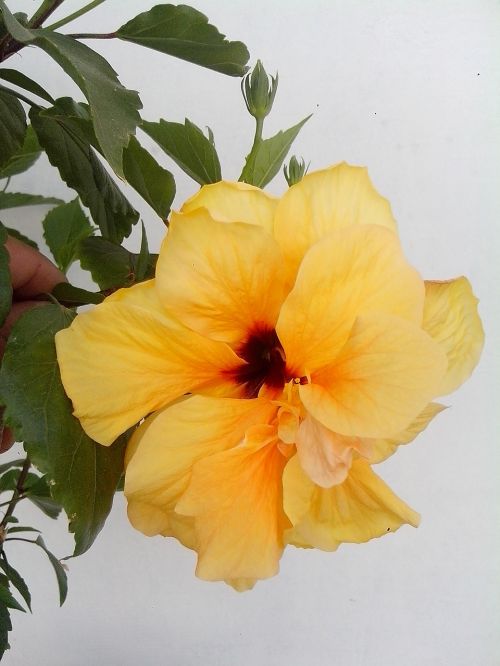 yellow hibiscus yellow flower chinese rose