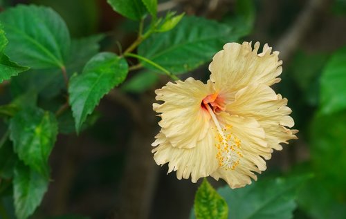 yellow hibiscus  tropical hibiscus  flora
