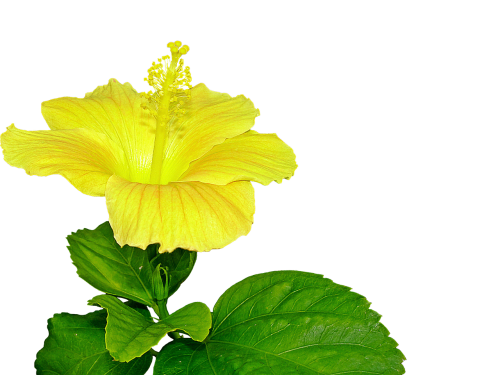 yellow hibiscus flower pistil