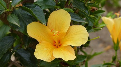 yellow hibiscus hawaiian national flower flowers