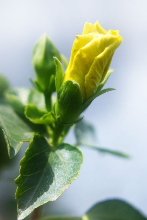 Yellow Hibiscus Buds 1