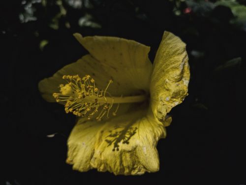 Yellow Hibiscus Flower