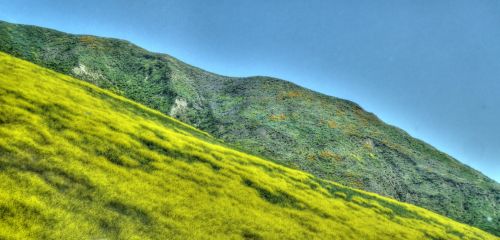 Yellow Hillside