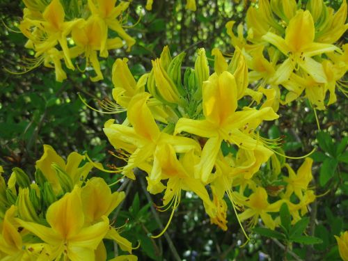 yellow honeysuckle floral plant