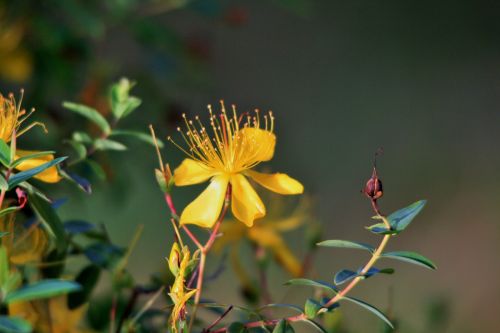 Yellow Hypericum And Dry Flower