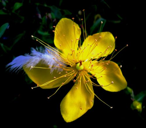 Yellow Hypericum And White Feather