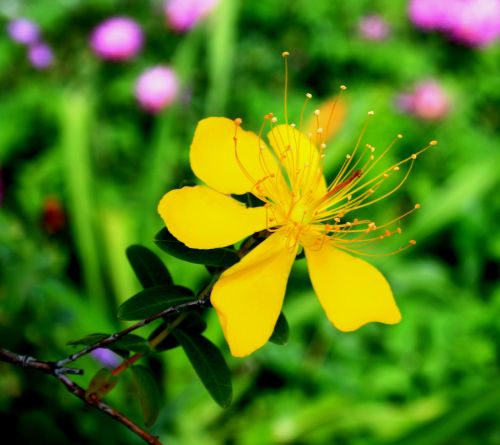 yellow hypericum flower flower yellow