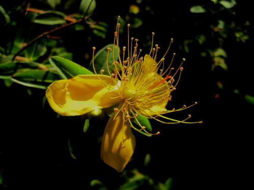 Yellow Hypericum Flower