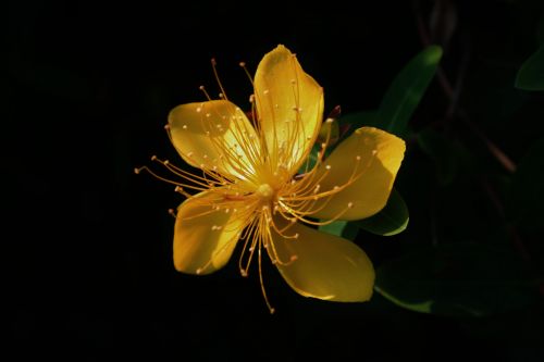 Yellow Hypericum Flowering