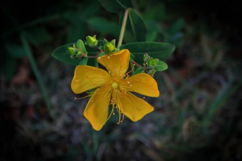 Yellow Hypericum