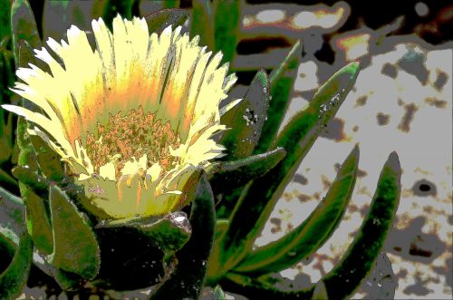 Yellow Ice Plant Flower