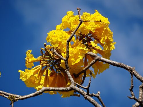 yellow ipê yellow flower ipê