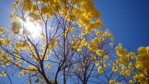 yellow ipê brasilia nature