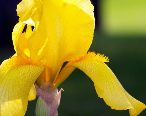 Yellow Iris