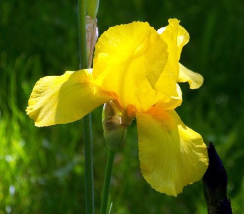 Yellow Iris