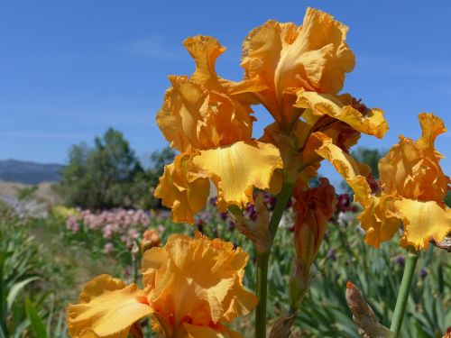 yellow iris flower iris
