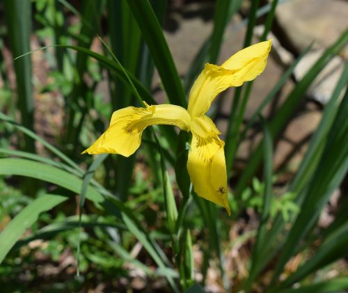 yellow iris newly-opened flower