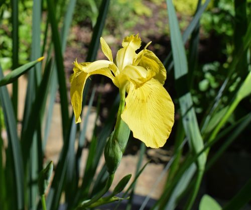yellow iris swamp iris flower