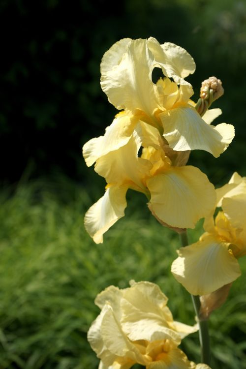 yellow iris summer flower perennials flowering