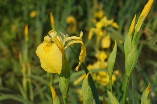 yellow iris  wild flowers