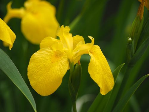 yellow iris iridaceae yellow flowers