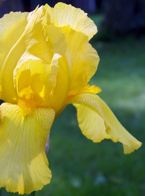 Yellow Iris