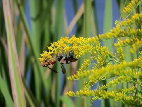 yellow jacket bee insects