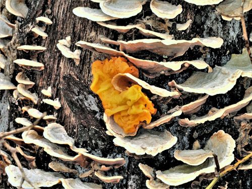 Yellow Jelly Fungus And Brackets