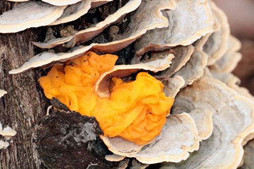 Yellow Jelly Fungus Close-up