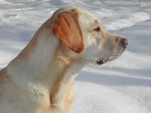 yellow labrador retriever dog snow