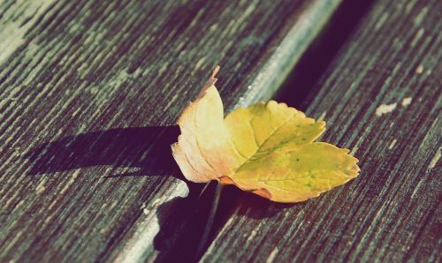 yellow leaf wood summer