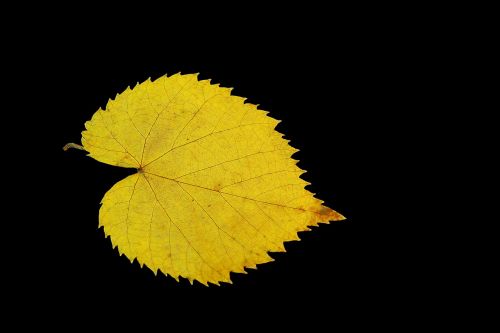 yellow leaf gold feather