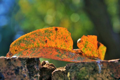 yellow leaf leaf coloured