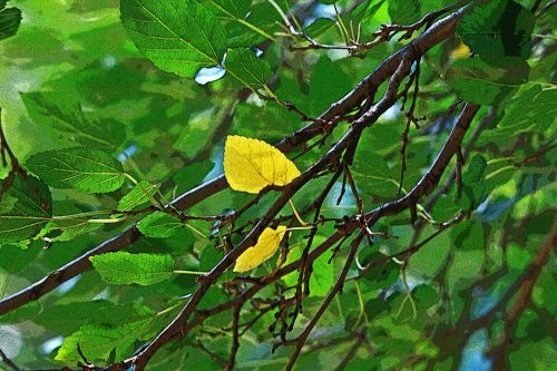 Yellow Leaf Amongst Green