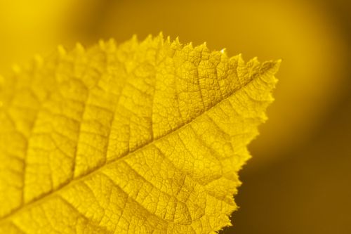 Yellow Leaf Detail